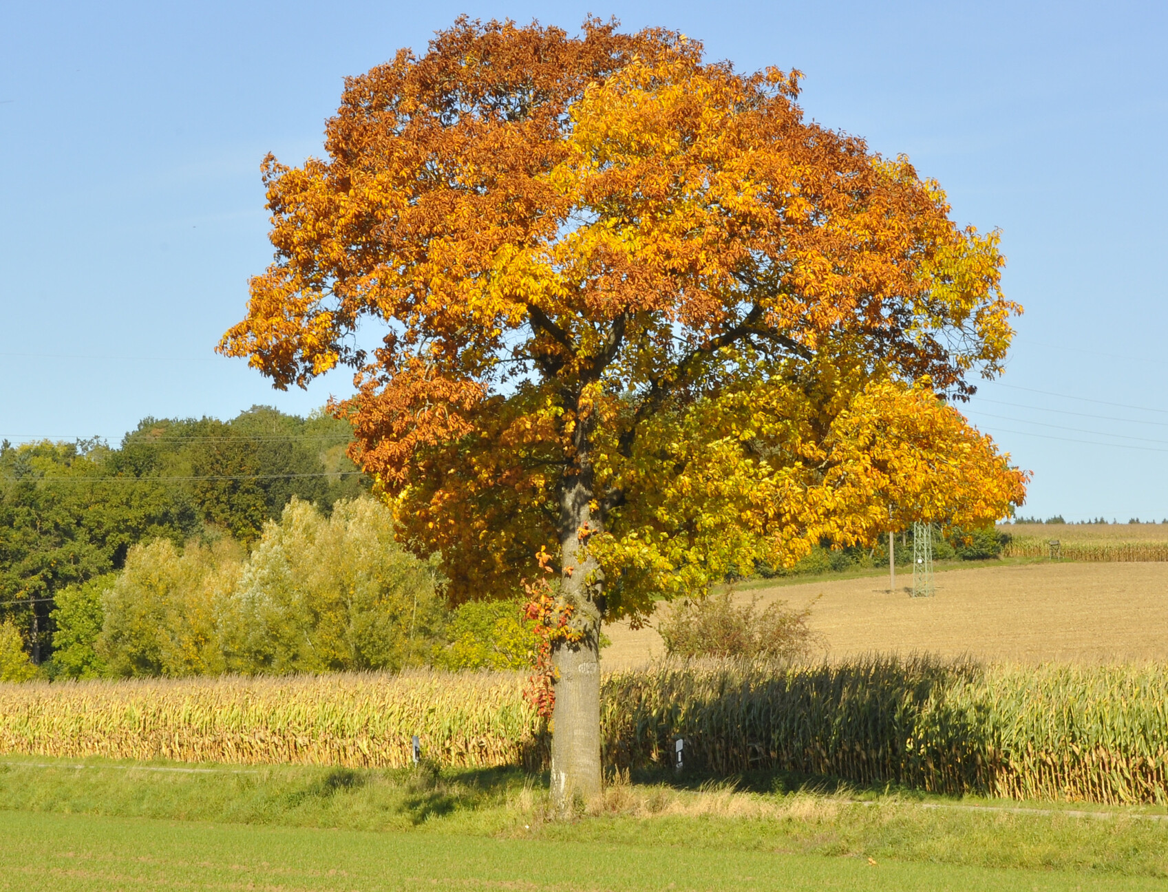 Die Amerikanische RotEiche ist Baum des Jahres 2025 DEGA GALABAU das